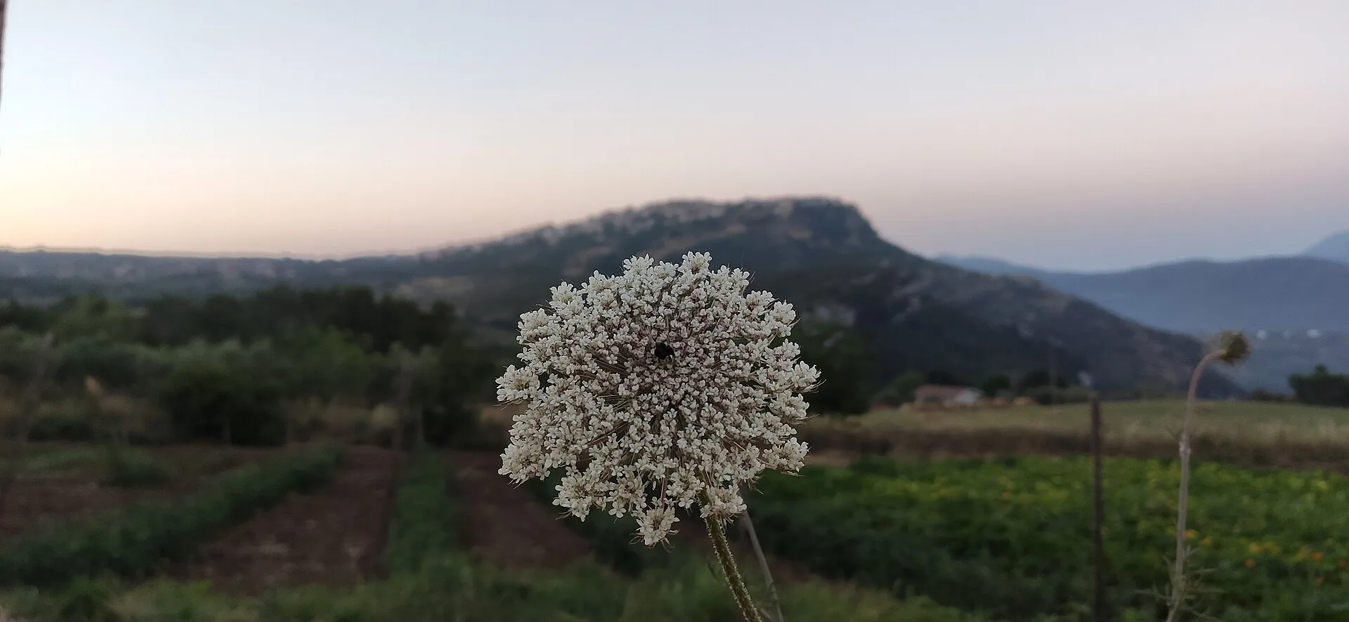 L'alba sulle colline e sui campi coltivati intorno a Trentinara
